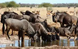 Central Nxai Fabio waterhole Botswana