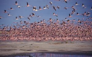 Central makgadikgadi flamingoes Botswana