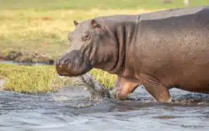 Botswana Hippopotame Chobe