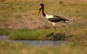 Safari Botswana Jabiru