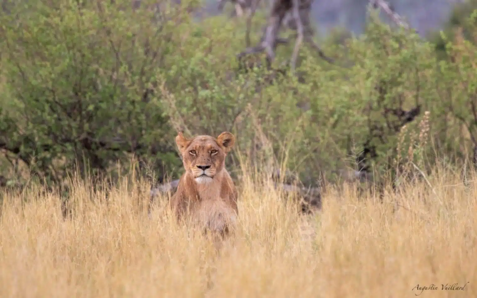 Lionne Okavango