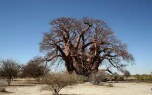 Botswana baobab tree