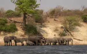 elephants bord de fleuve