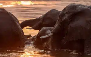Botswana Éléphants traversent fleuve