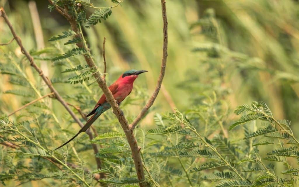Botswana guepier carmin