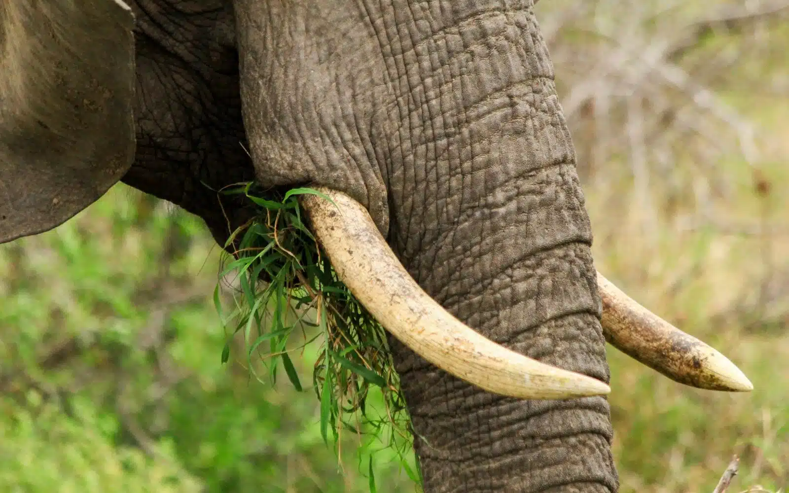 safari afrique du sud éléphant corne