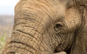 safari afrique du sud elephant yeux