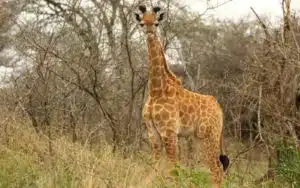 safari afrique du sud girafe