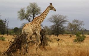 safari afrique du sud girafe savane