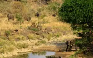 safari afrique du sud groupe elephant