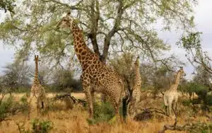 safari afrique du sud groupe girafes