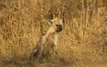 safari afrique du sud hyene