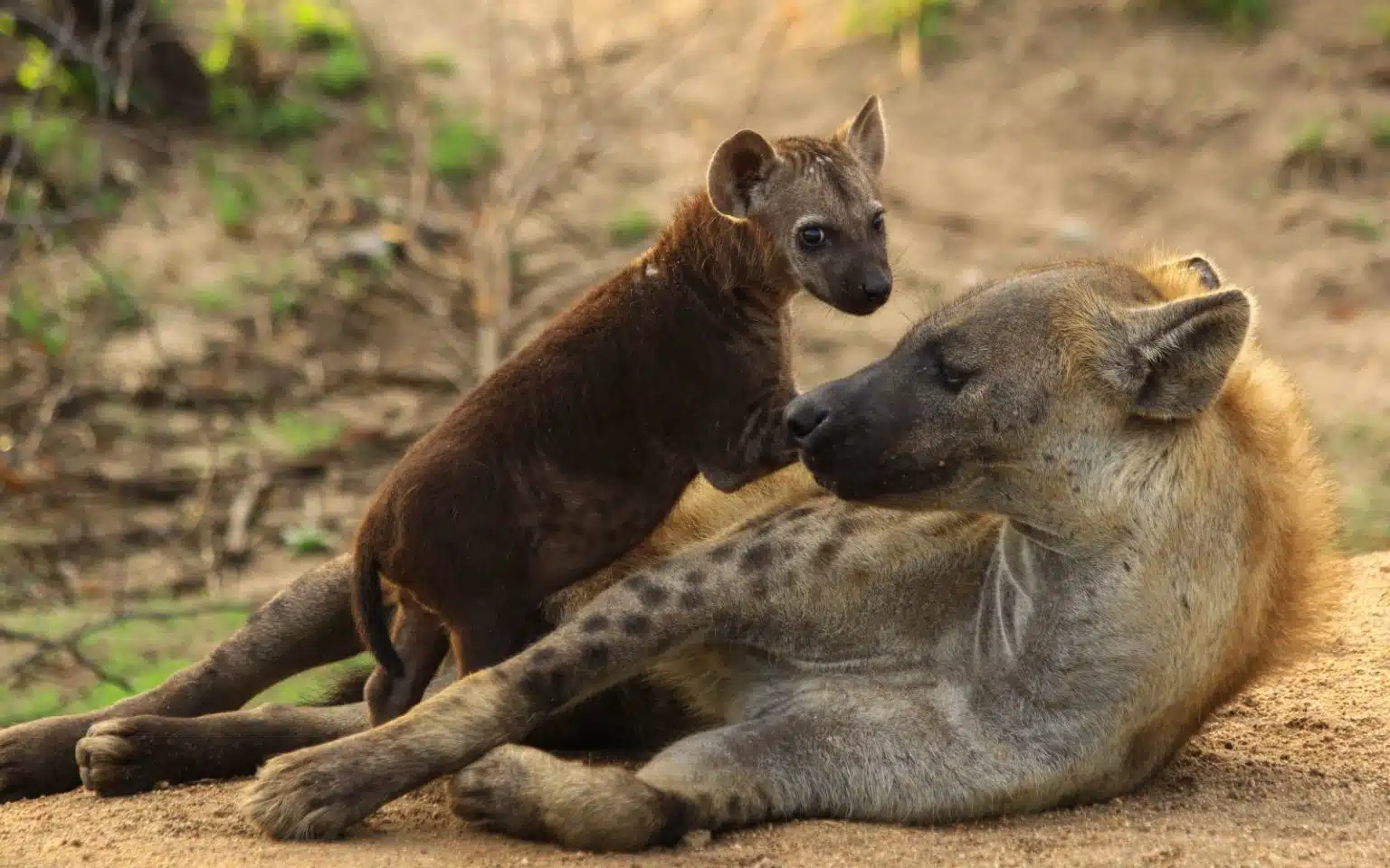 safari afrique du sud hyènes bébé