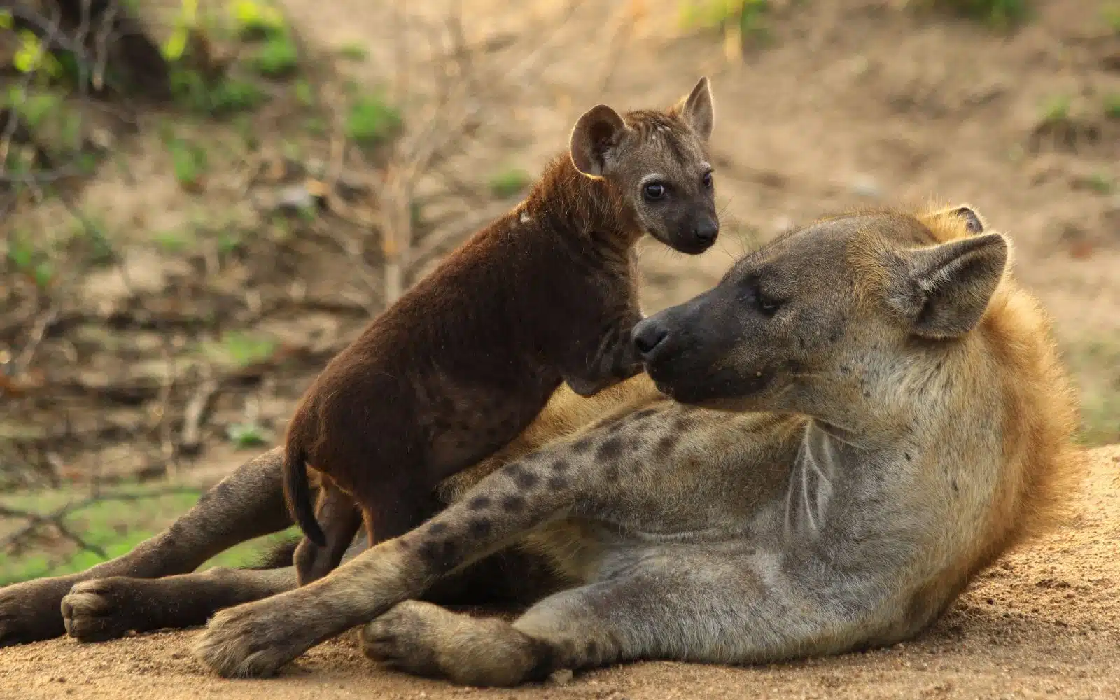 safari afrique du sud hyènes bébé