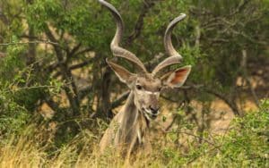 safari afrique du sud koudou