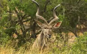 safari afrique du sud koudou