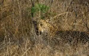 safari afrique du sud leopard chasse