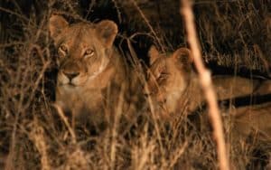 safari afrique du sud lionne nuit