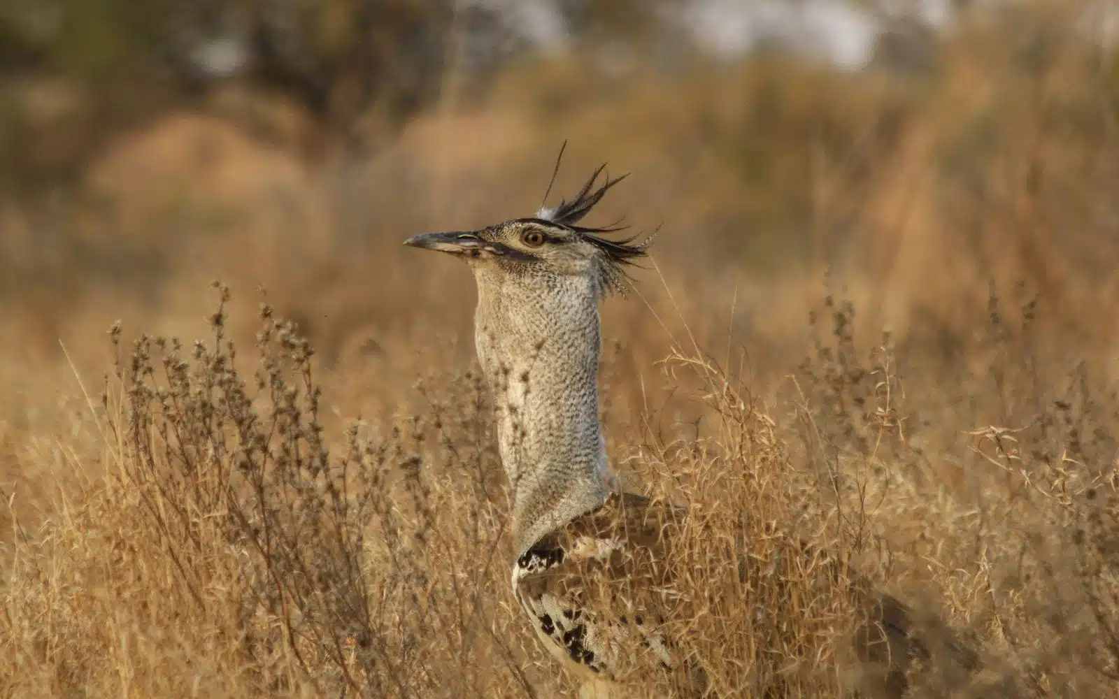 safari afrique du sud oiseau zoom