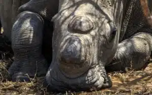 safari afrique du sud rhinocéros zoom