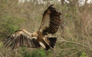 safari afrique du sud vautour vol