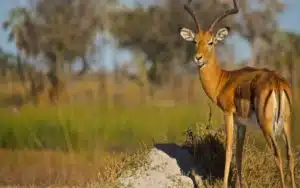 safari botswana impala