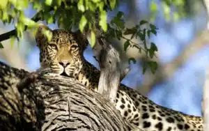 safari botswana leopard