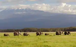 safari kenya amboseli elephants