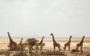 safari kenya amboseli girafes