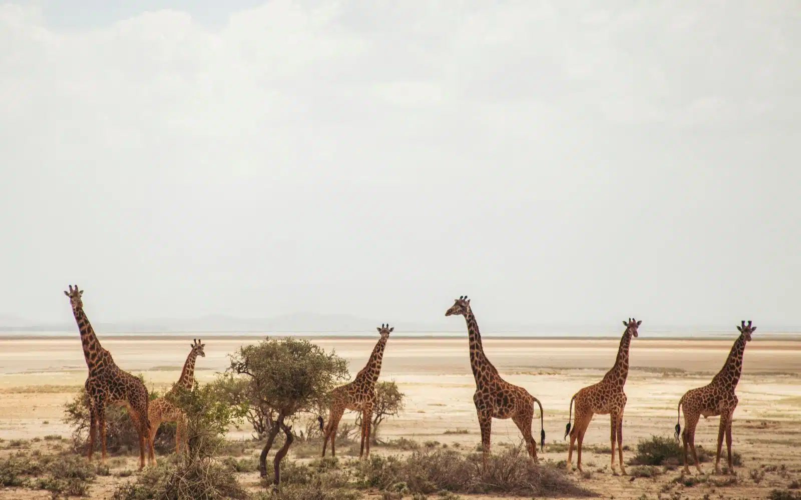 safari kenya amboseli girafes