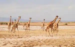 safari kenya amboseli girafes
