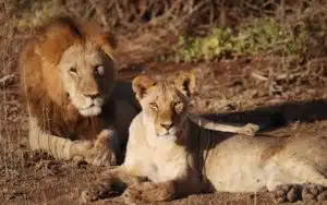 safari kenya amboseli lions