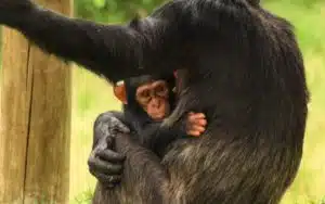 safari kenya bébé chimpanzé