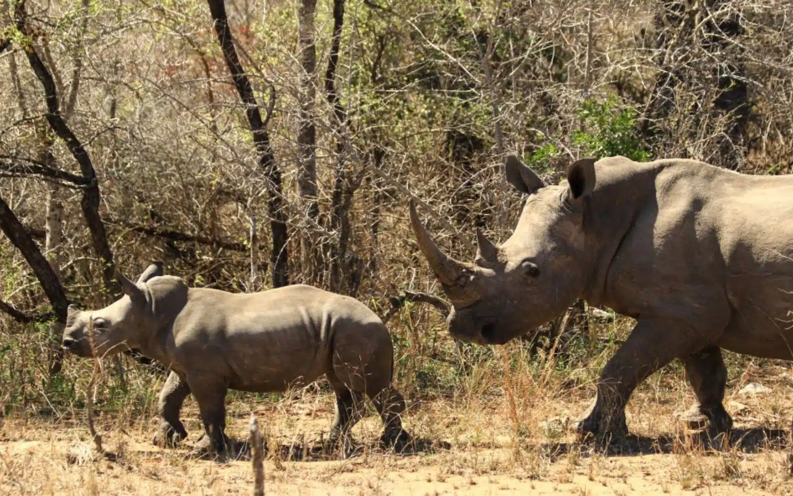 safari kenya bébé rhino