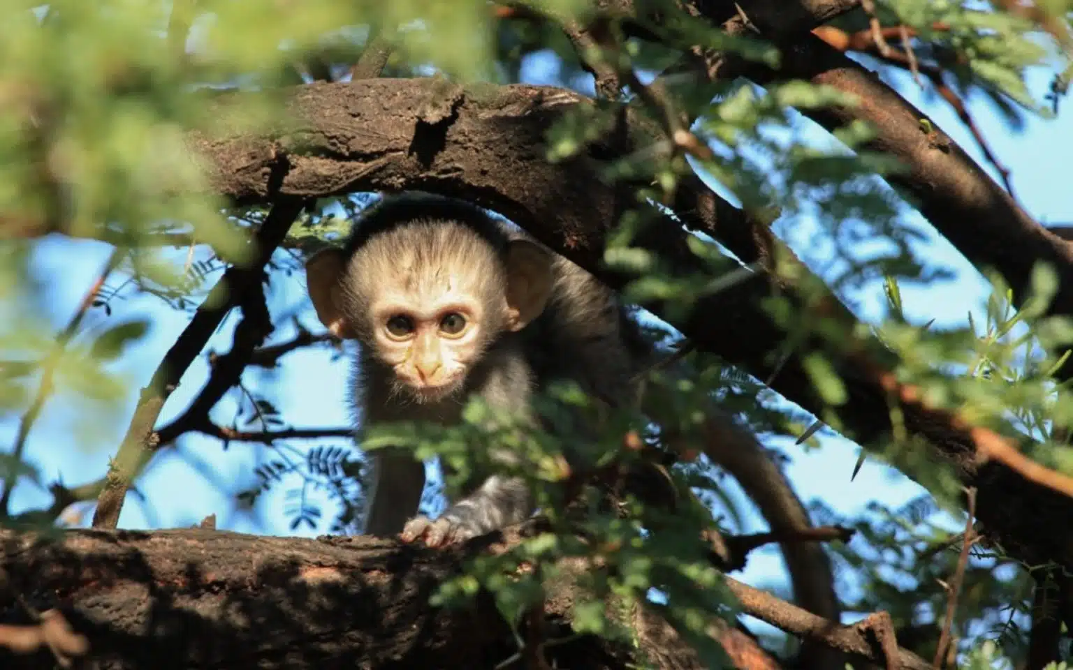 safari kenya bébé singe