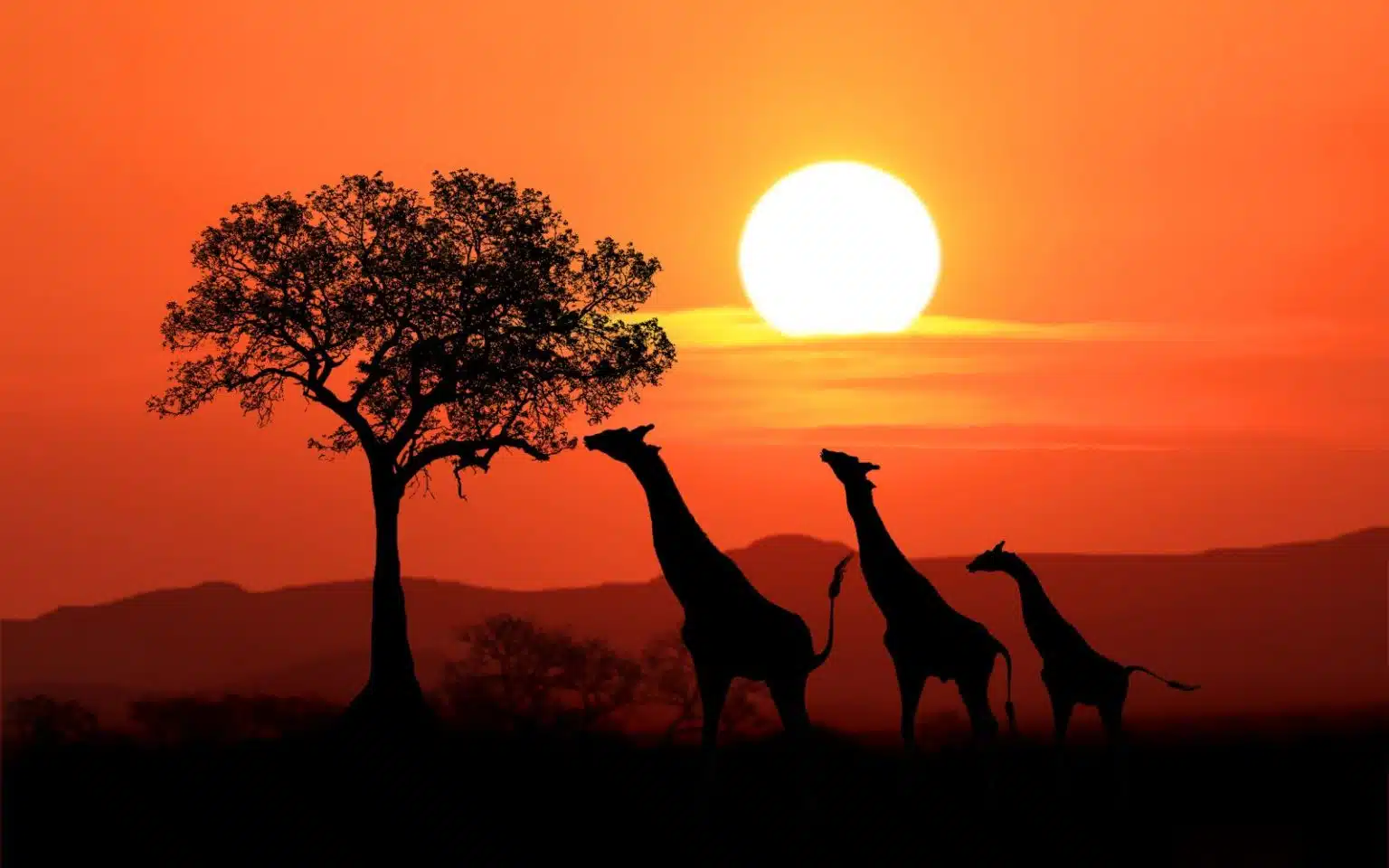 safari kenya coucher de soleil girafes