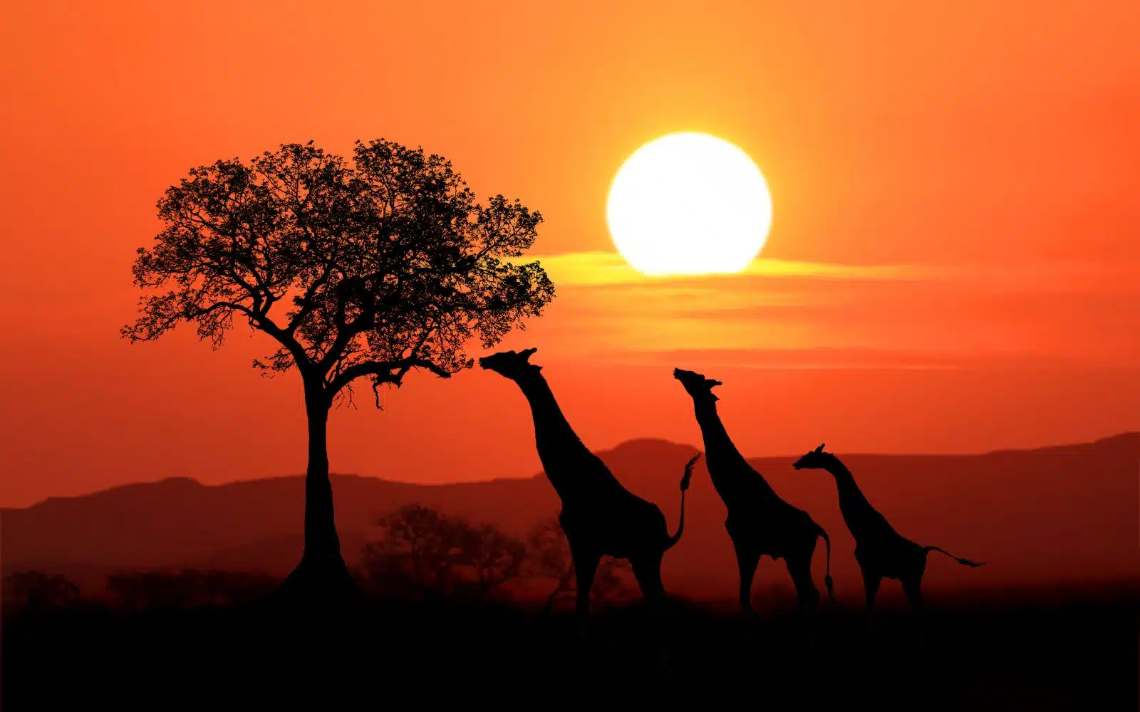 safari kenya coucher de soleil girafes