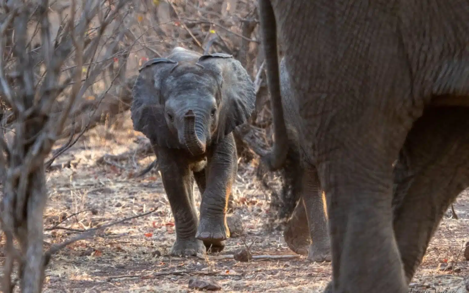 safari kenya éléphanteau