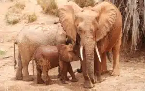 safari kenya elephants tsavo
