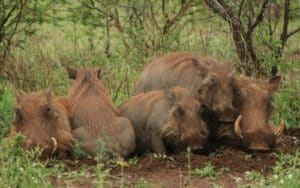 safari kenya famille phacochères