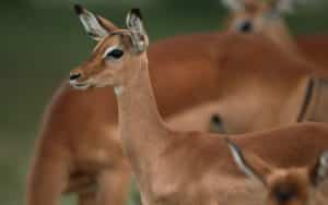 safari kenya impala