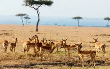 safari kenya impalas