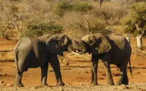 safari kenya jeu d'éléphants