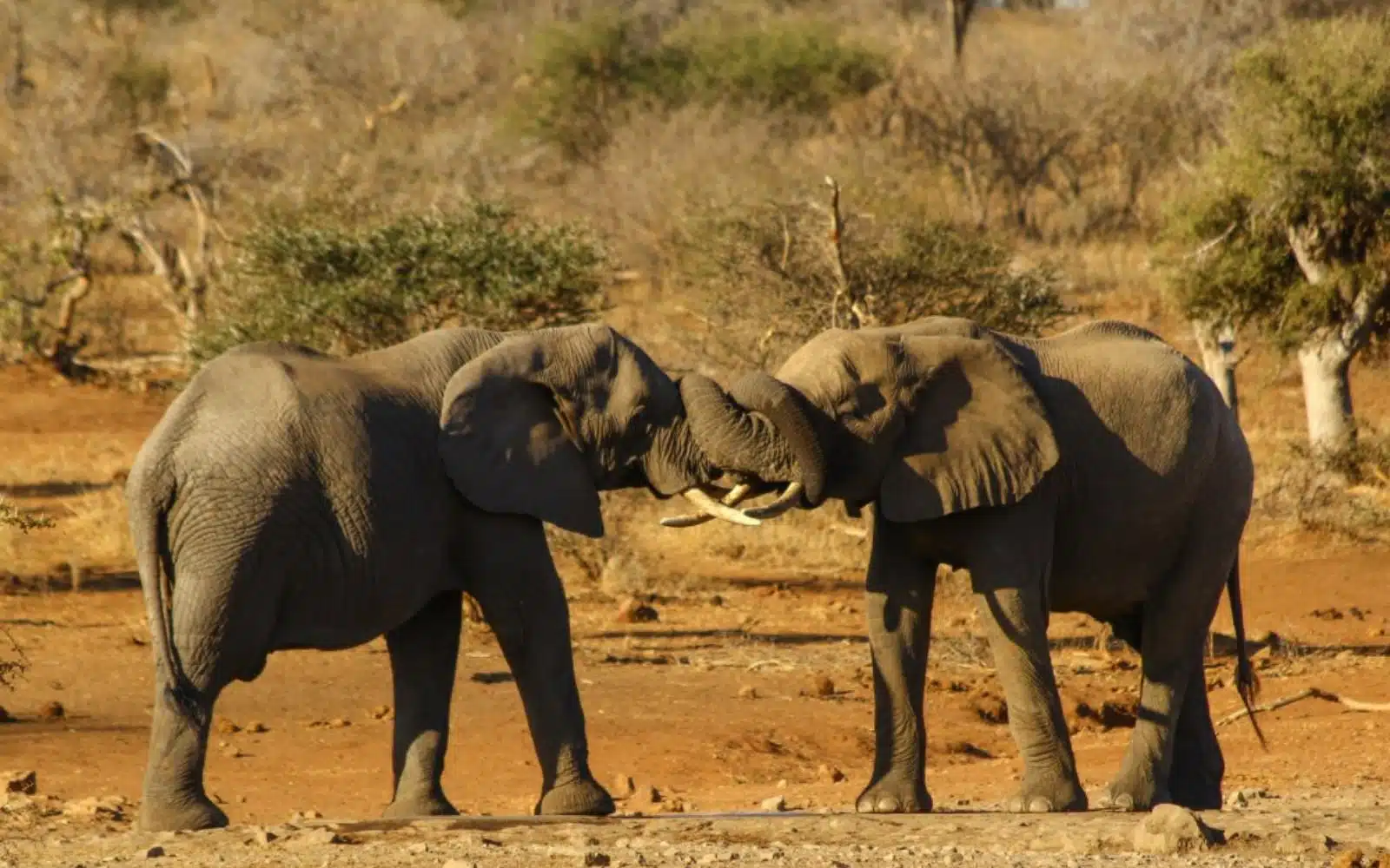 Au royaume des éléphants