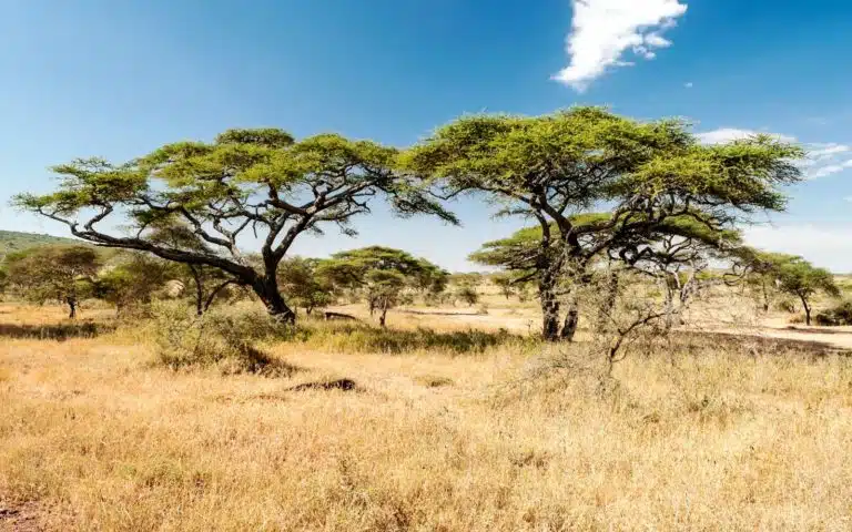 safari kenya kopje savanes