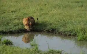 safari kenya lion savanes