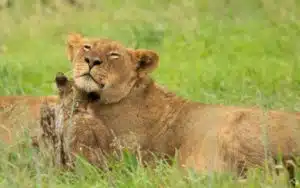safari kenya lionne et lionceau