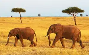 safari kenya masai mar elephant