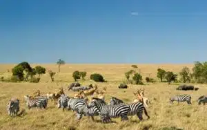 safari kenya masai mara gazelles zèbres