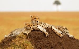 safari kenya masai mara gepards
